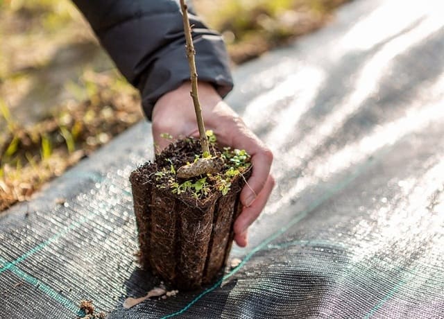 FOOD FOREST per una cucina VEG