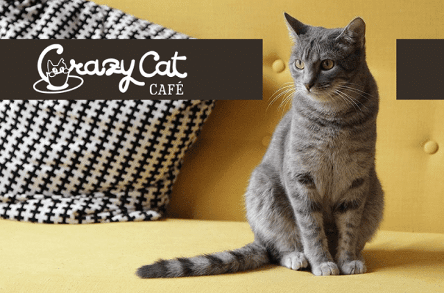 CRAZY CAT CAFE MILANO – Il lounge per gatti e padroni